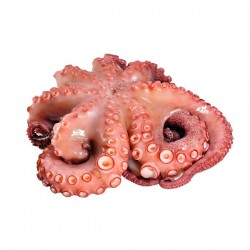 Pulpo